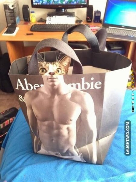 Abercrombie Cat