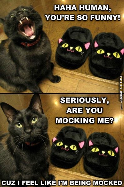 The cat doesn’t like to be mocked.