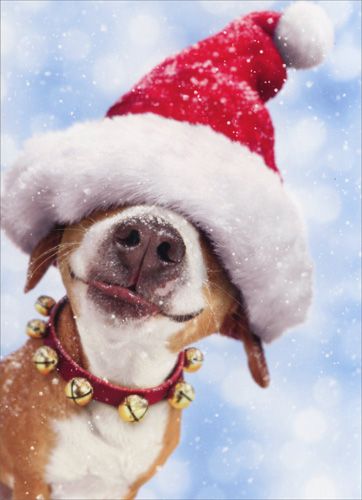 25 Cute Animals Dressed Up For Christmas