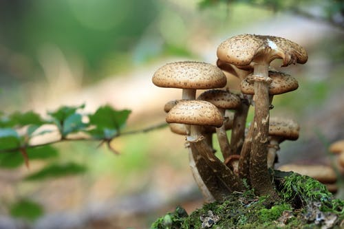 What Are Canadian Magic Mushrooms?