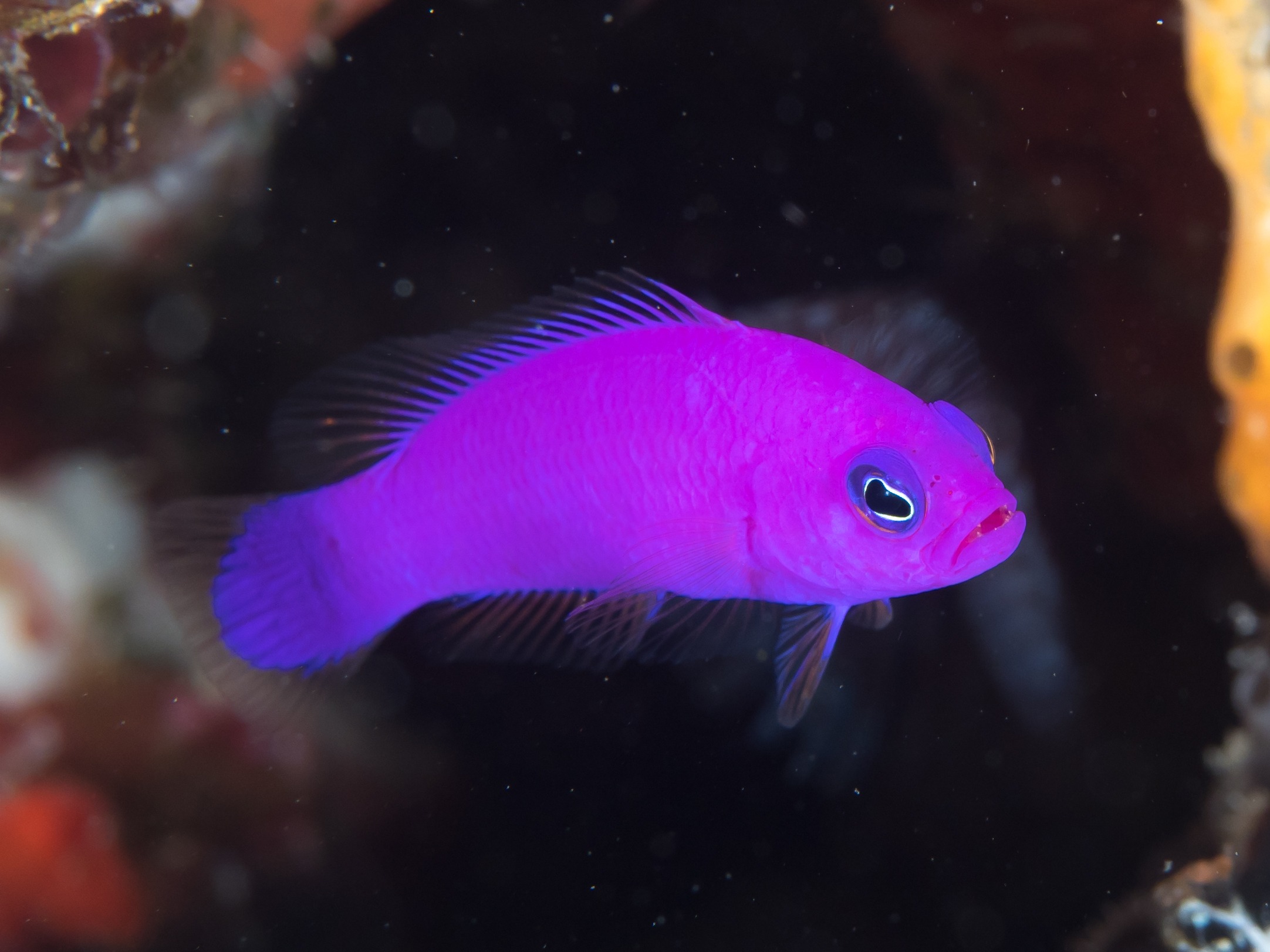 10 Of The Most Beautiful Dottyback Fish Pictures